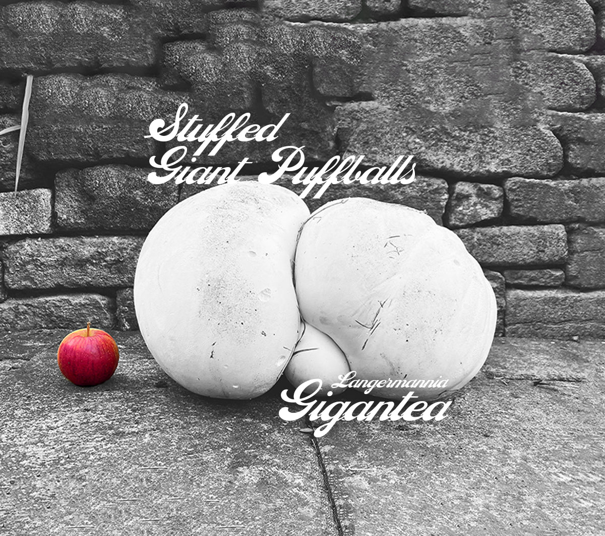 Stuffed Giant Puffballs - Langermannia Gigantea